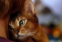 How do cats die: the symptom and the causes