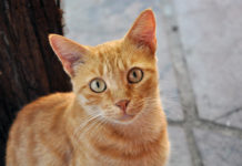 Do cats have memory?