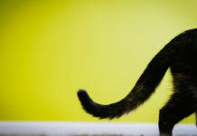 How to understand a cat by tail?