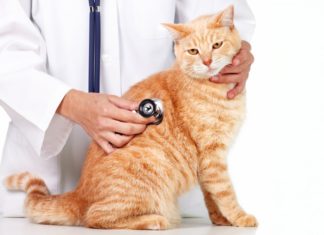 After sterilization, the cat has a lump on its belly