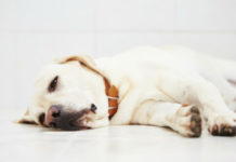 Dog diarrhea: causes, treatment